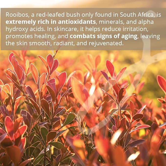 JDBotanics Marula Rooibos Hand Lotion | 99% Natural Ingredients | Direct from South Africa