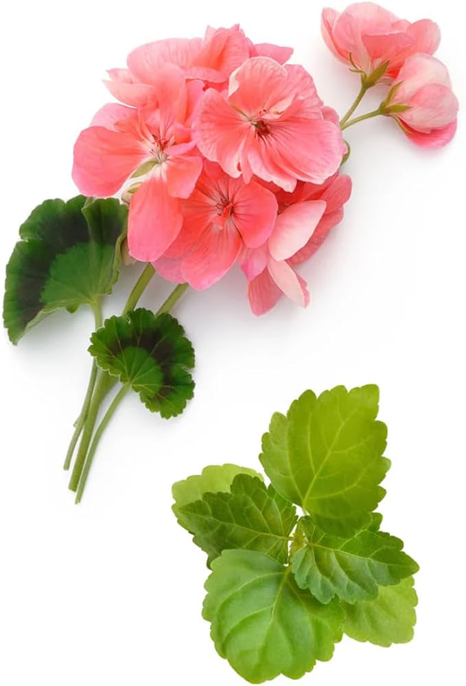 VINEVIDA [128 Fl Oz] Scent NO. 1202 Fragrance Oil for Cold Air Diffusers, Aromatic Notes of Mint, Nutmeg & Patchouli Essential Oils for Diffuser Oil Refill & Air Freshener Room Spray