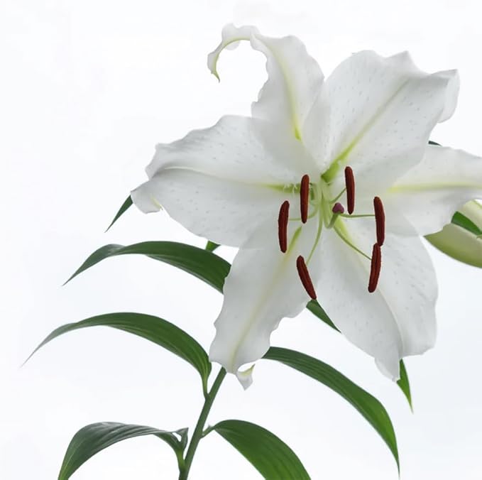 VINEVIDA [128 Fl Oz] Scent NO. 1106 Fragrance Oil for Cold Air Diffusers, Aromatic Notes of Casablanca Lily & Ocean Air Essential Oils for Diffuser Oil Refill & Air Freshener Room Spray