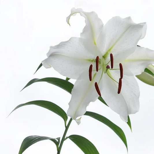 VINEVIDA [128 Fl Oz] Scent NO. 1106 Fragrance Oil for Cold Air Diffusers, Aromatic Notes of Casablanca Lily & Ocean Air Essential Oils for Diffuser Oil Refill & Air Freshener Room Spray