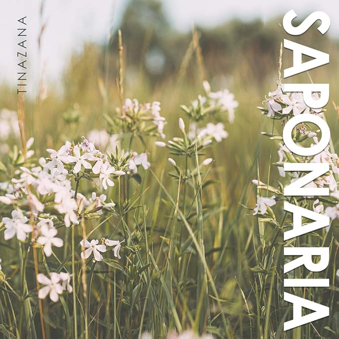 Pineapple Deep Cleanser with PHA, Gentle Face Wash, 97% Plant-Based Surfactant, Dust & Impurities Removal, 4.23oz