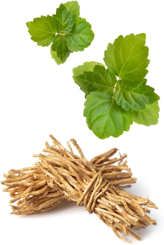 VINEVIDA [128 Fl Oz] Scent NO. 1200 Fragrance Oil for Cold Air Diffusers, Aromatic Notes of Aniseed, Incense, Balm & Patchouli Essential Oils for Diffuser Oil Refill & Air Freshener Spray